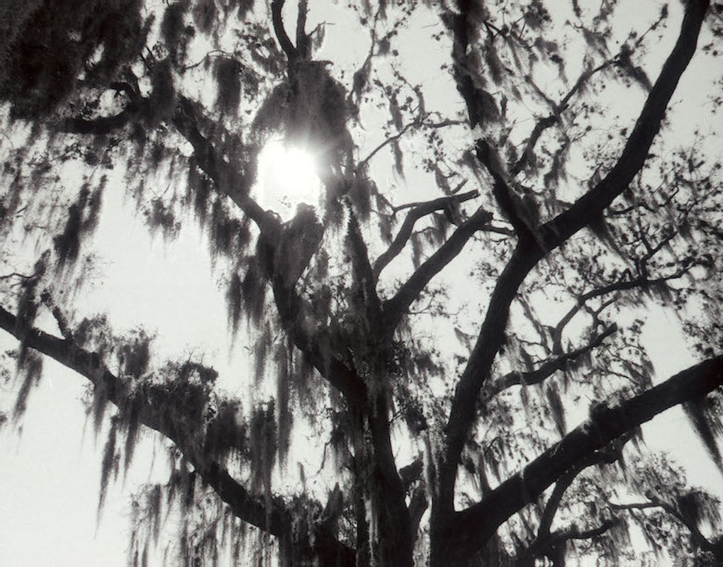 Swamp Light