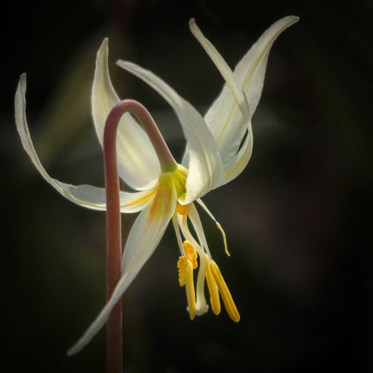 Fawn Lily Dancer