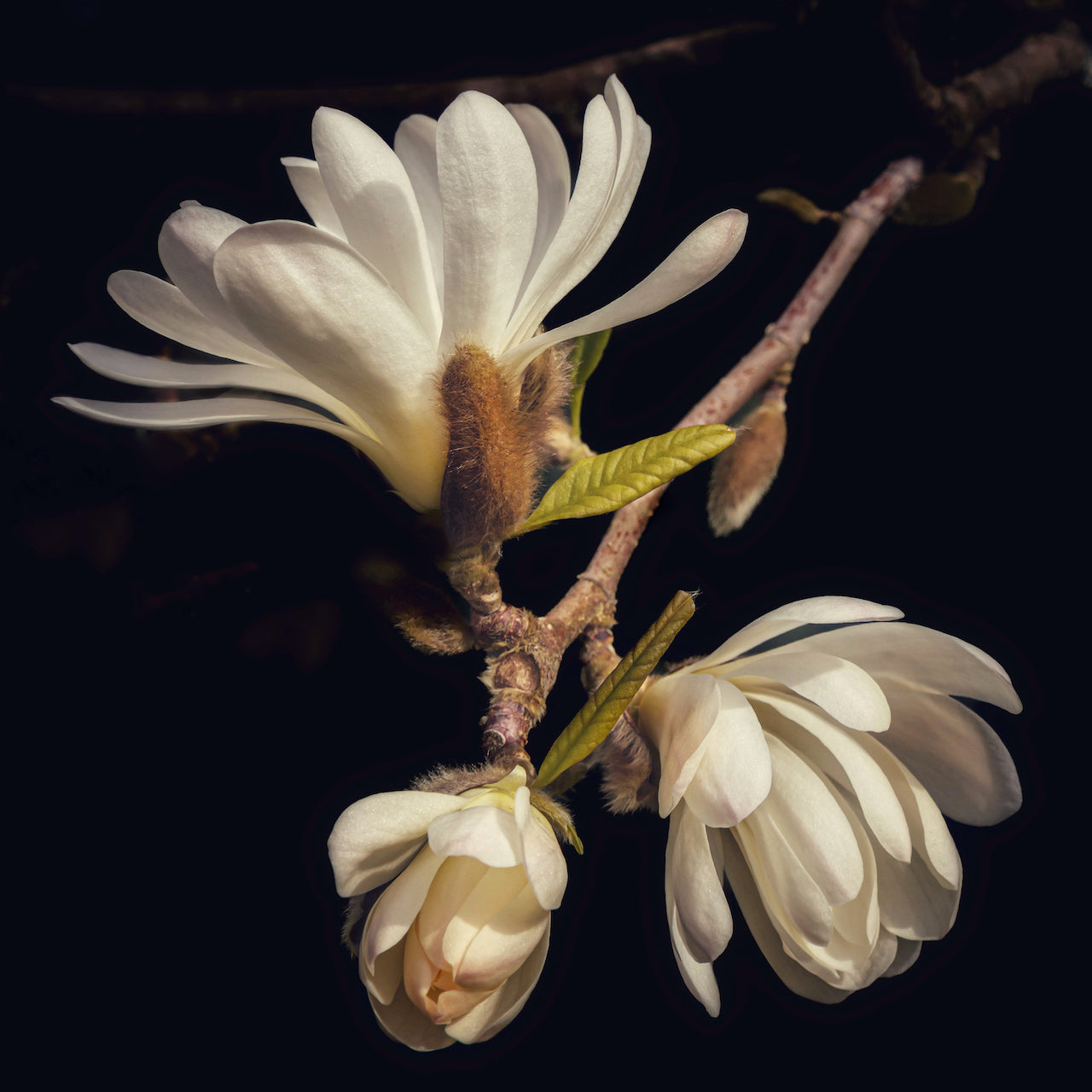 Spring Magnolias