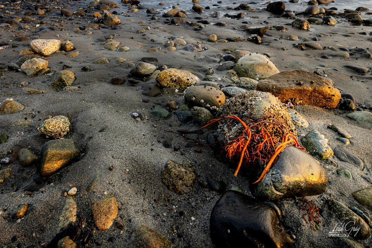 Sea Life On The Beach