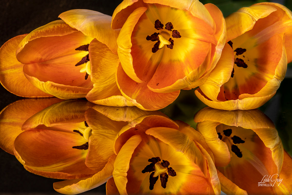 Tulip Performance