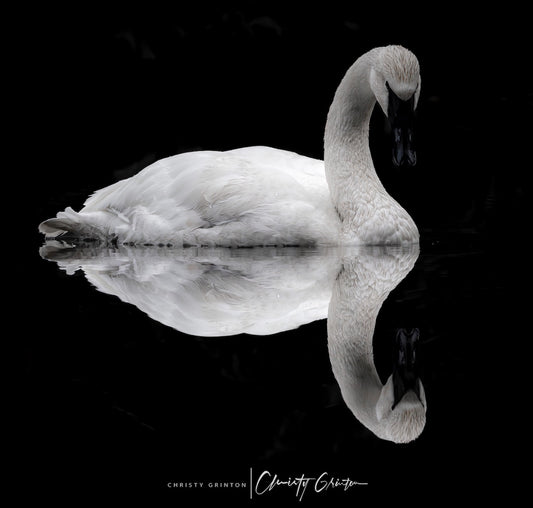 Swan Reflection
