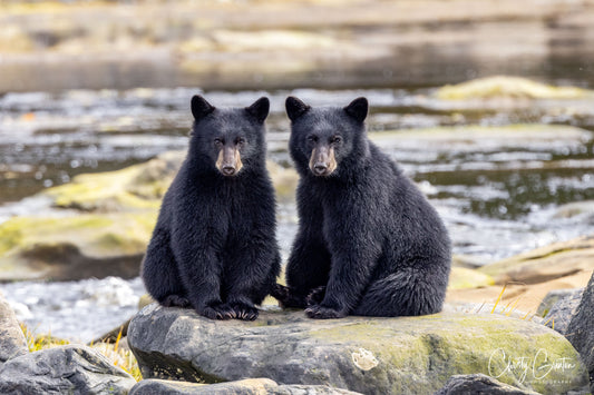 Vancouver Island Bear Twins