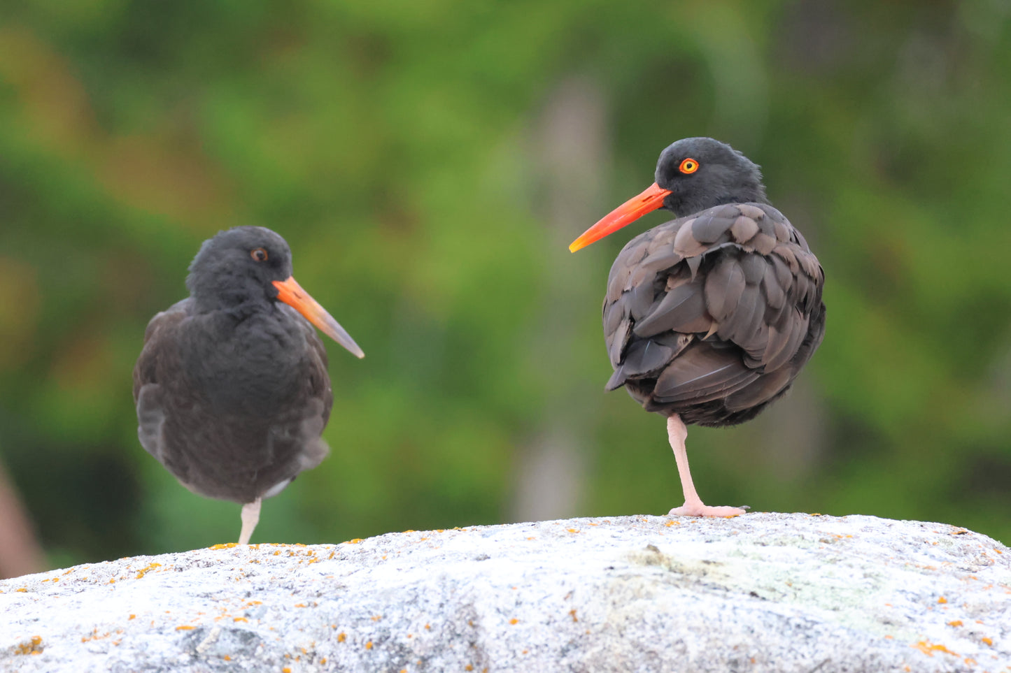 Oystercatchers