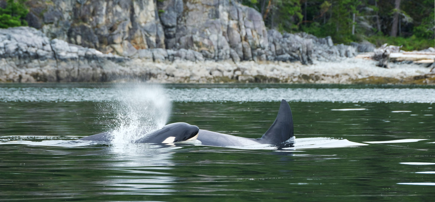 Orca Mom and Calf