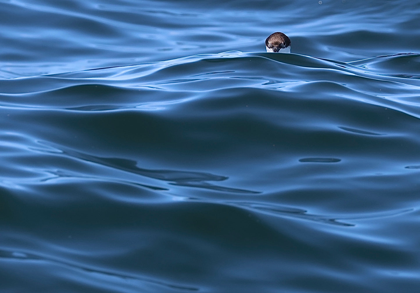 Ocean / Shearwater