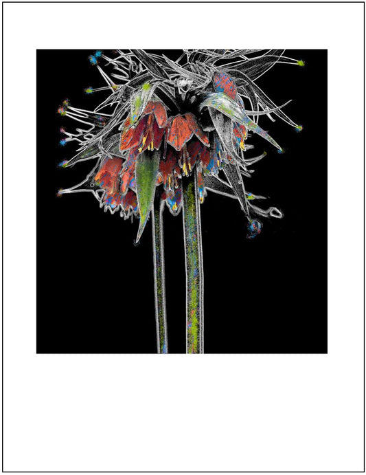 Fritillaria Imperialis v4