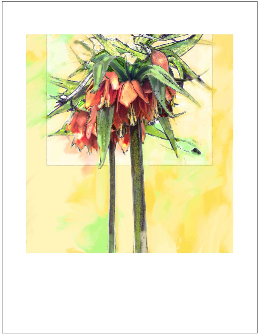 Fritillaria Imperialis in Sun Glow