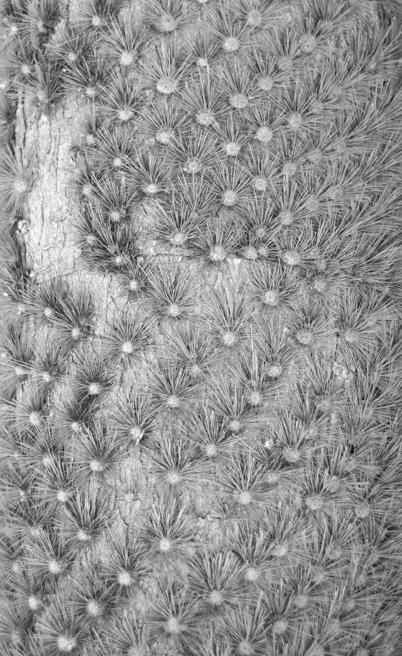 Prickly
