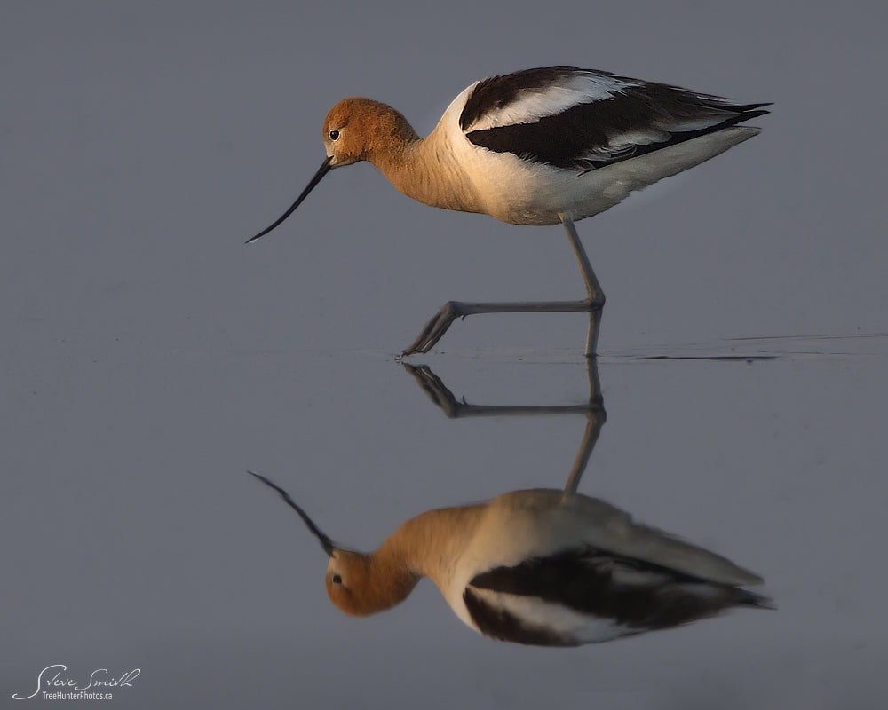 American Avocet