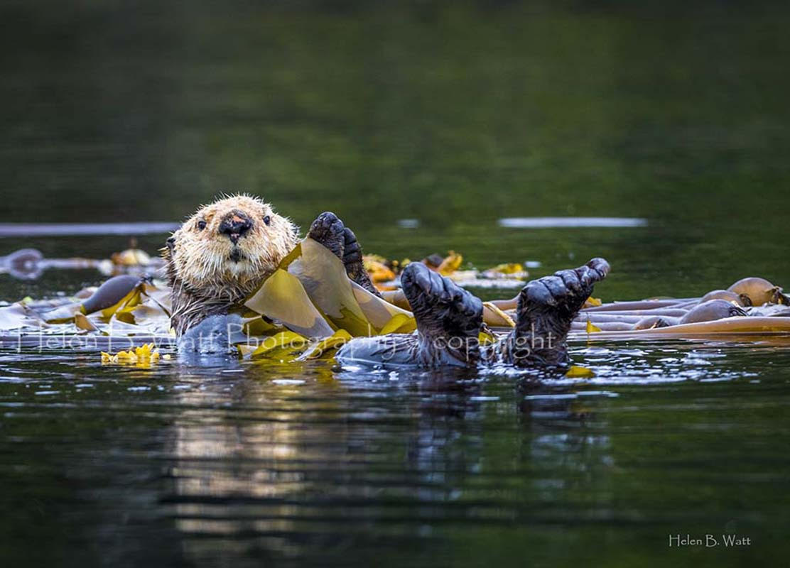 Kelp Anchor