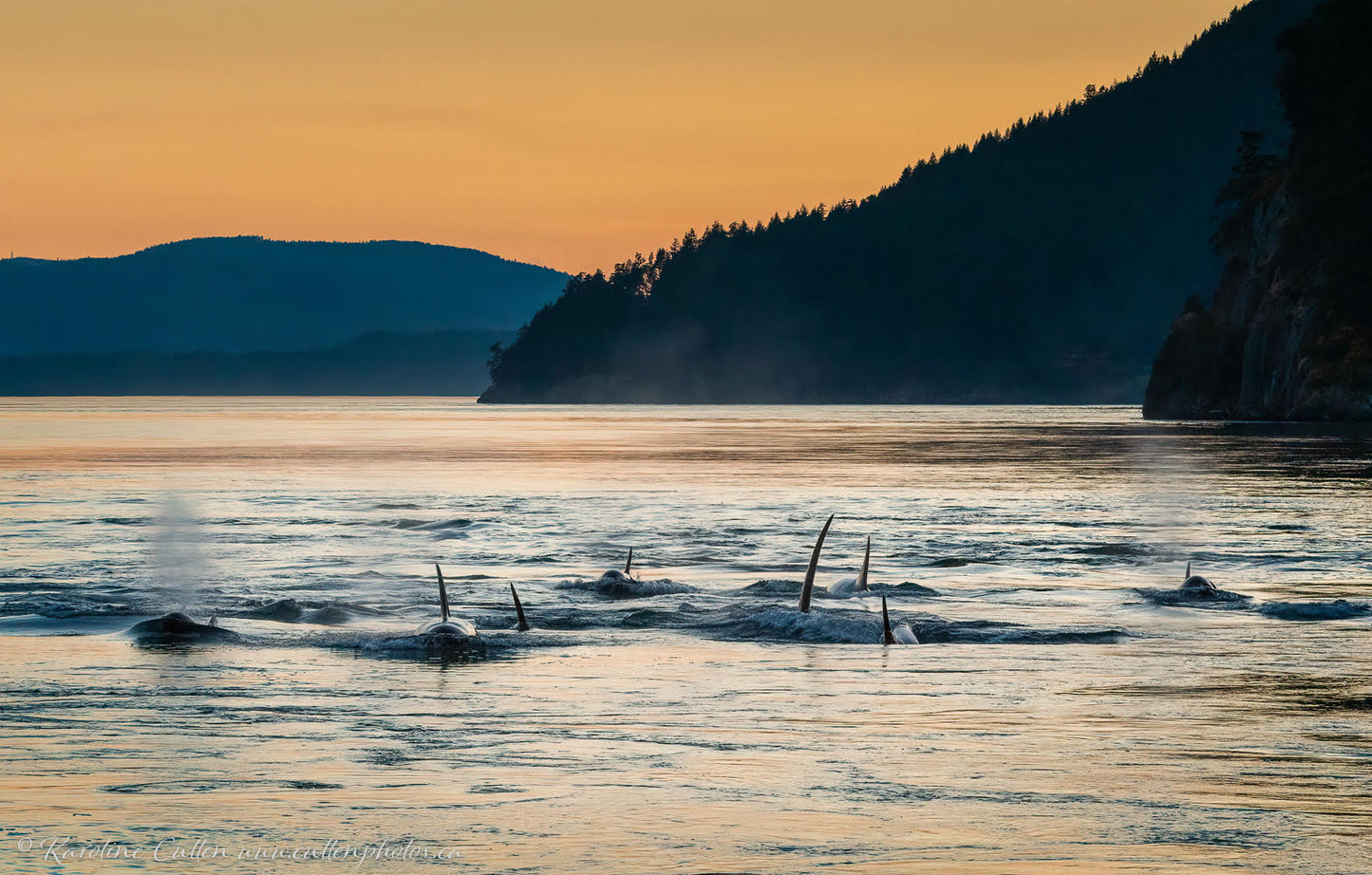 Orcas at Dusk