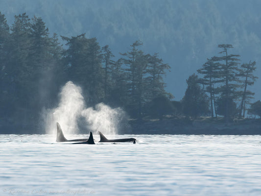 West Coast Orcas