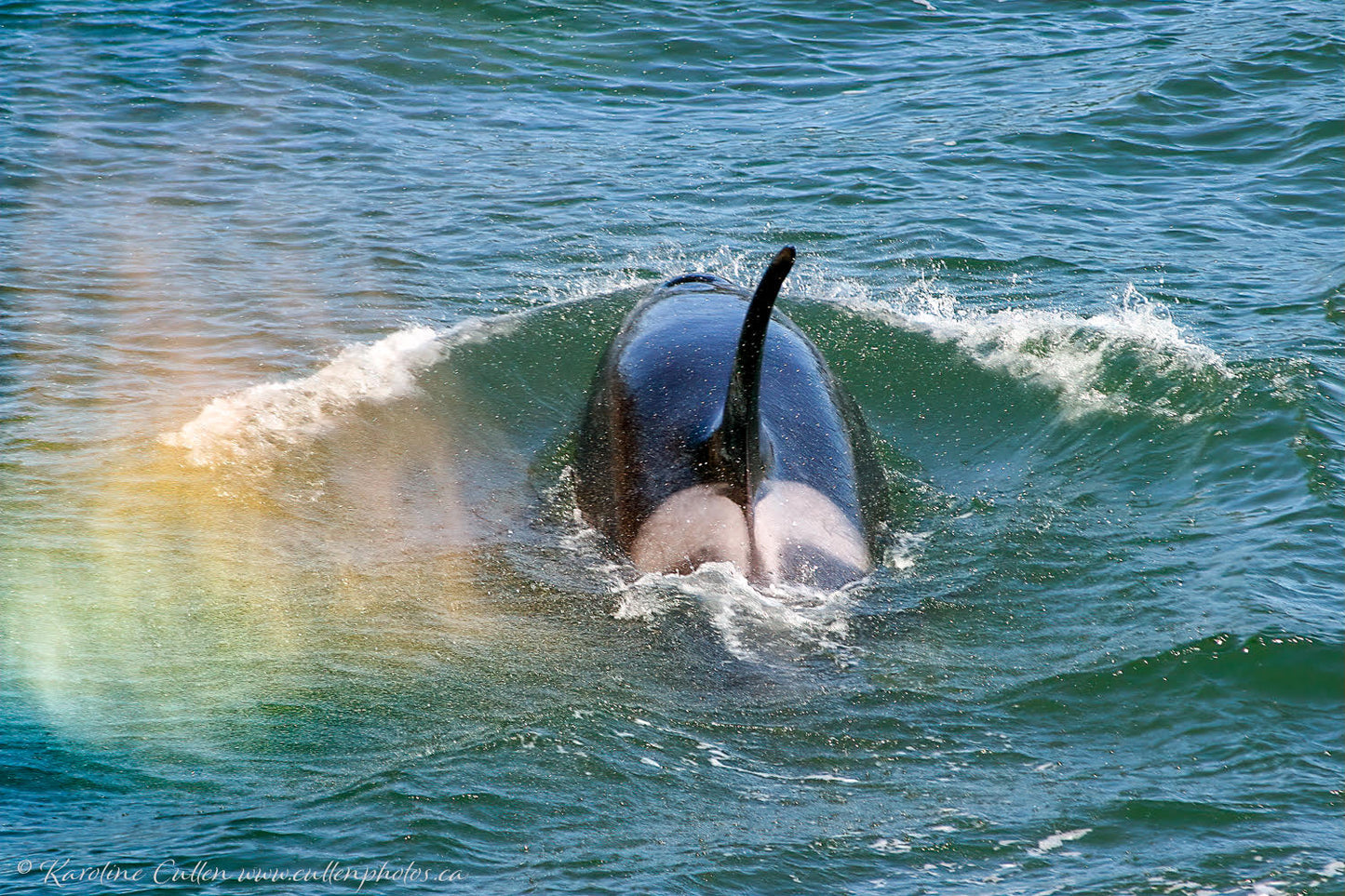 Rainbow Orca
