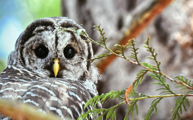 Barred Owl