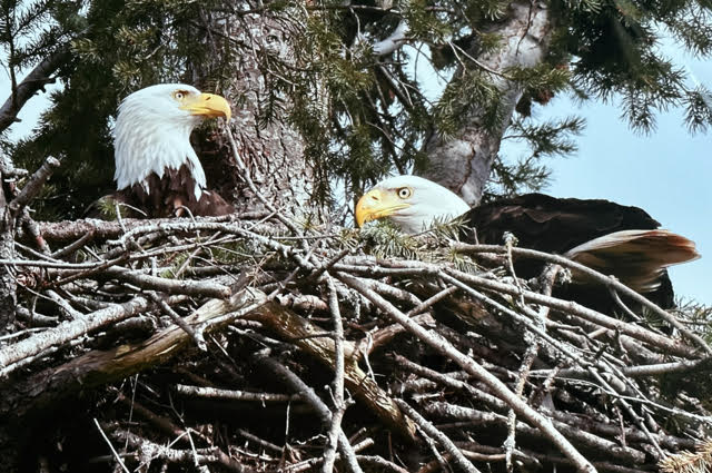Bald Eagle Pair