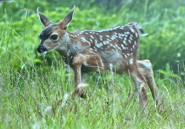 Fawn In Grass