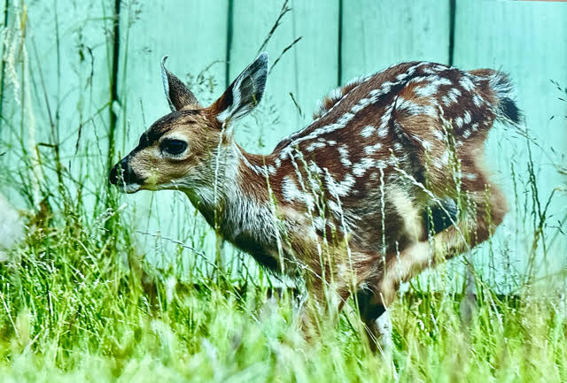 Fawn Running