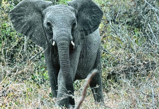 Elephant