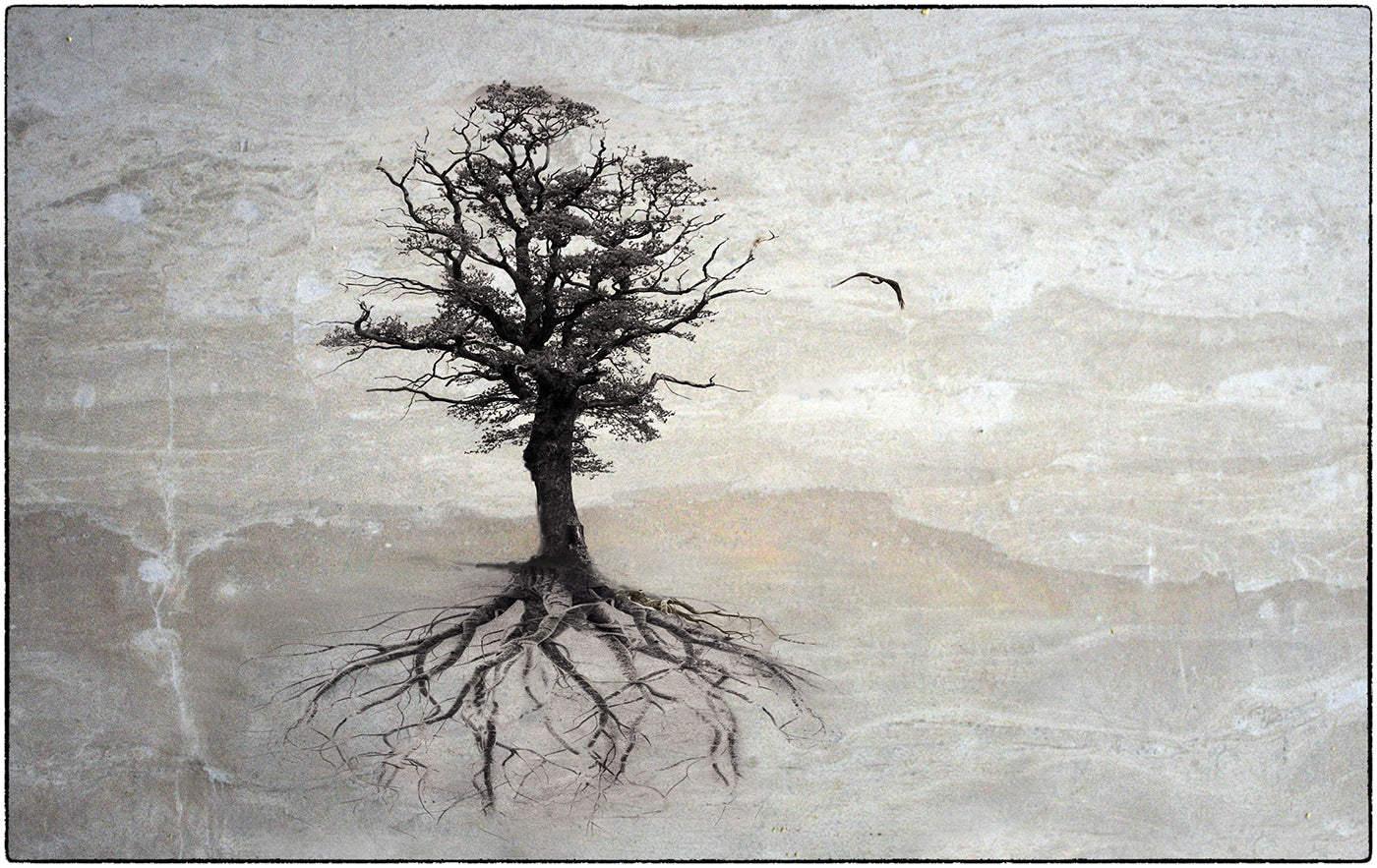 And a Bird Flew from It