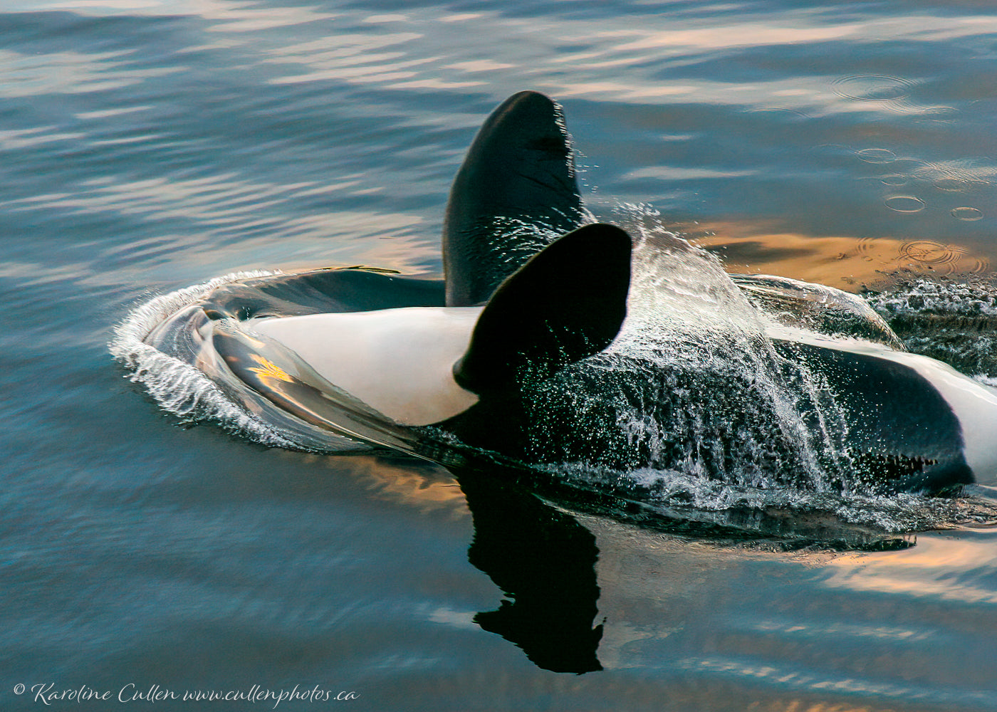 Backstroke