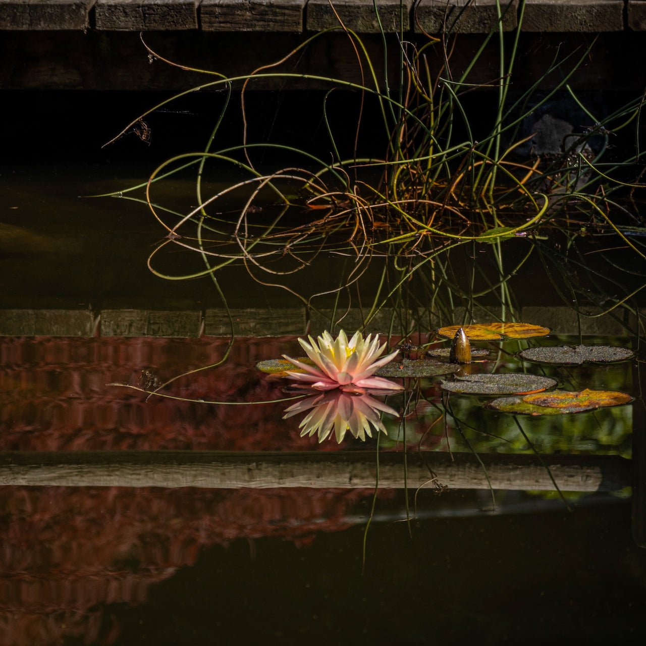 Under The Bridge