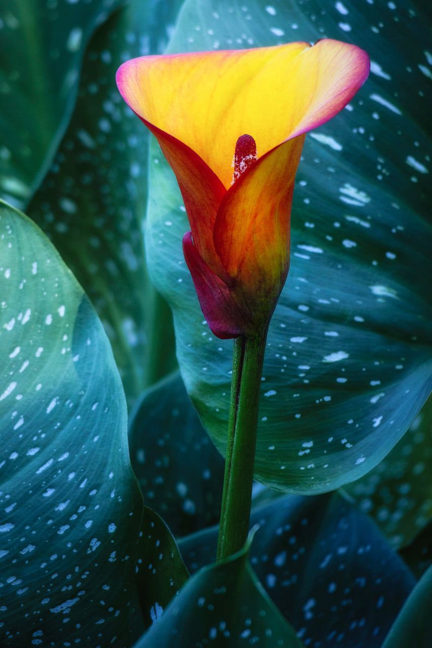 Calla Lily