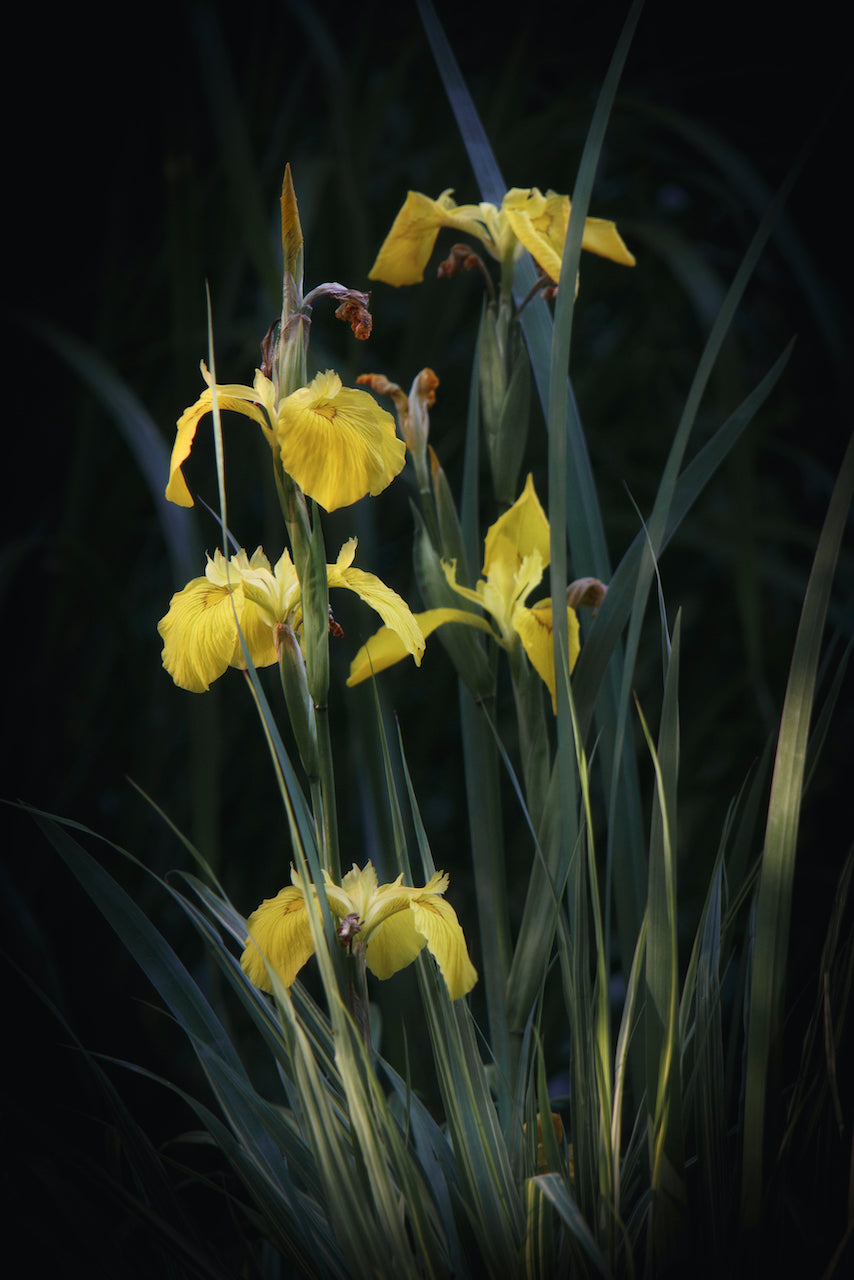 Yellow Iris