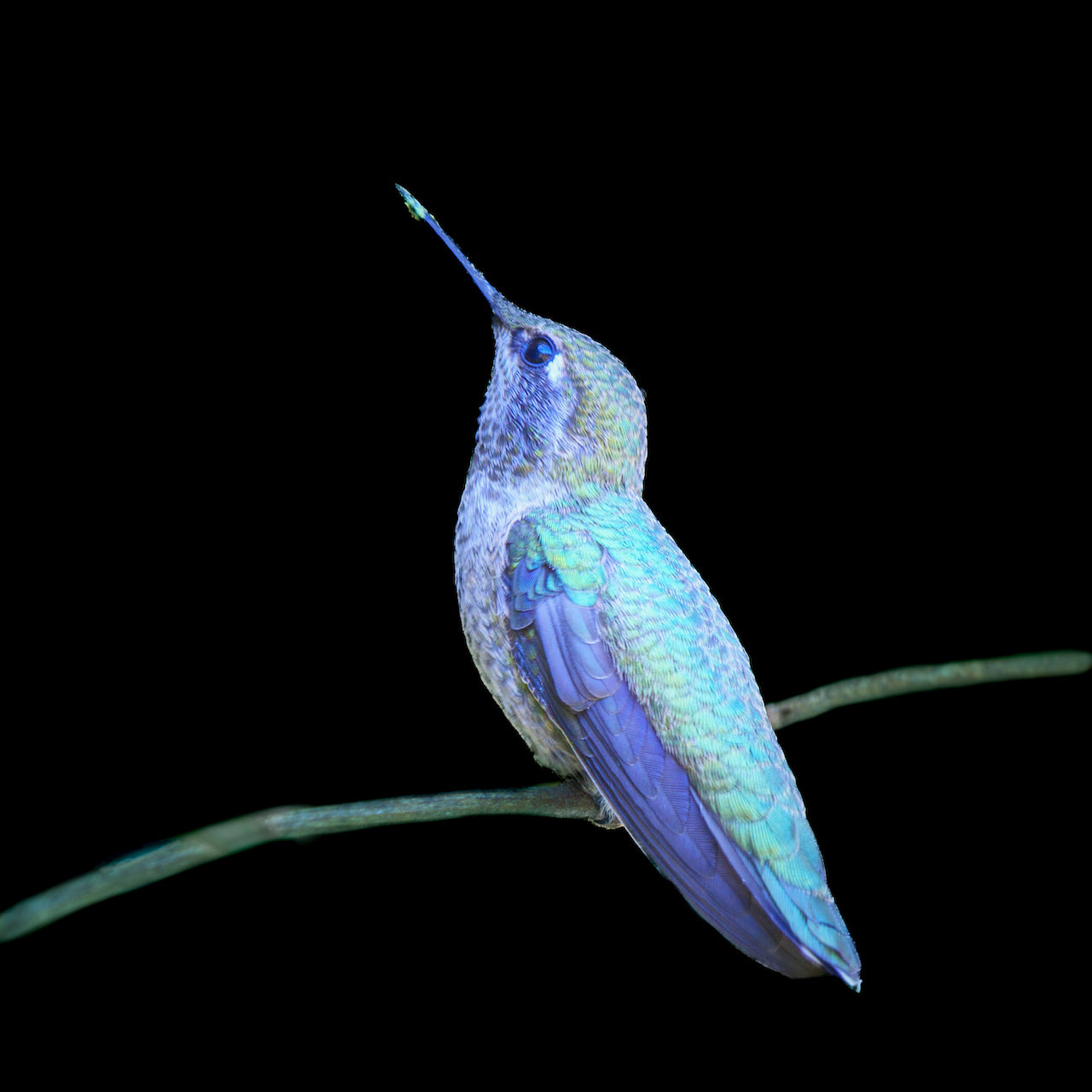 Hummingbird Blues