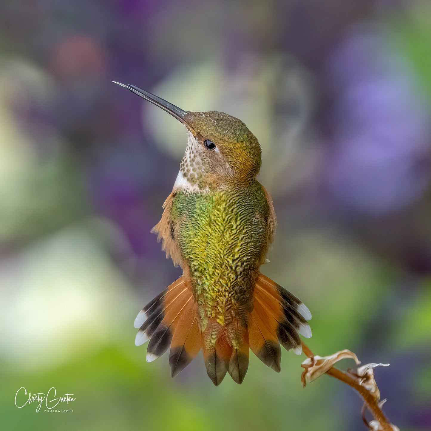 Rufous Hummingbird Flare