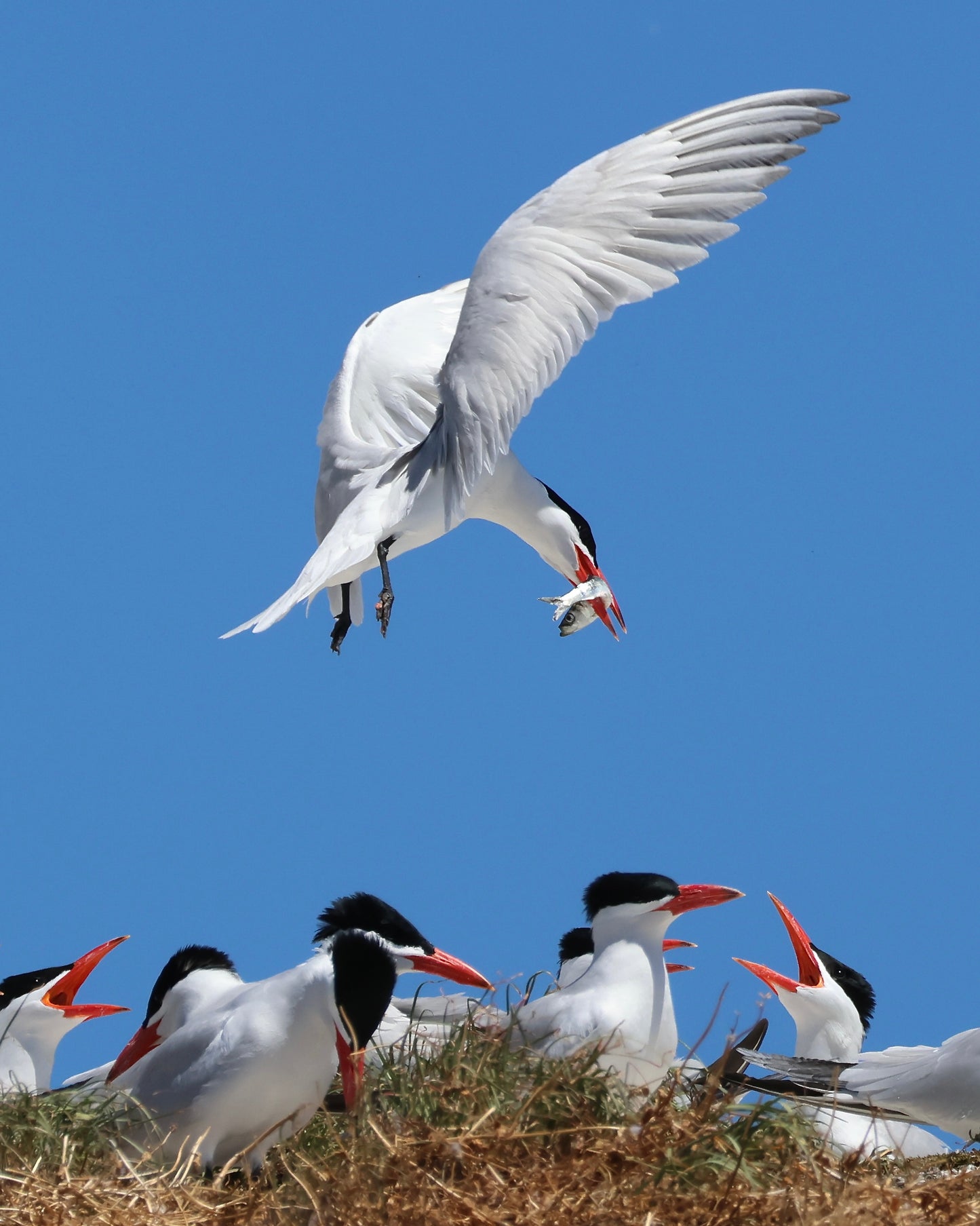 Caspian Terns