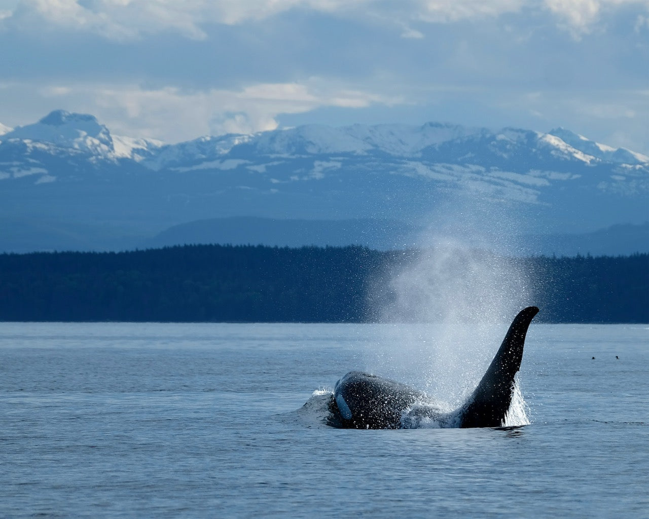 Orca Male