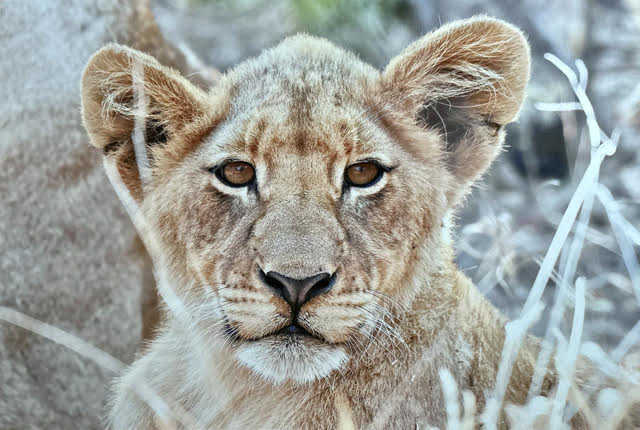 African Lion Cub